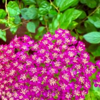 Цветочек :: Iren Brilliance