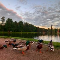 Утки :: Сапсан Утки :: Сапсан