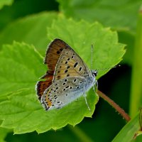 и снова бабочки 6 :: Александр Прокудин