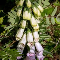 Про наперстянку... :: Николай Гирш Про наперстянку... :: Николай Гирш