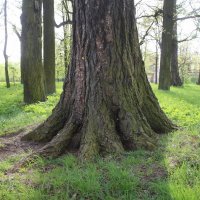 Стрельна. Орловский парк :: Наталья Герасимова