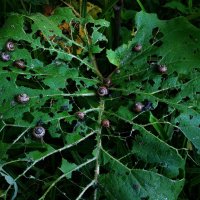 Потому, что был лопухом :-) :: Андрей Лукьянов