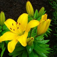 Жёлтые лилии на городской клумбе. :: Милешкин Владимир Алексеевич Жёлтые лилии на городской клумбе. :: Милешкин Владимир Алексеевич