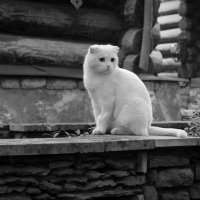 Белая кошка :: Дмитрий И_ Белая кошка :: Дмитрий И_