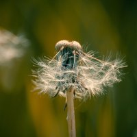 *** :: Виктор Иванович Чернюк *** :: Виктор Иванович Чернюк