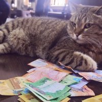 Котик... :: Георгиевич 