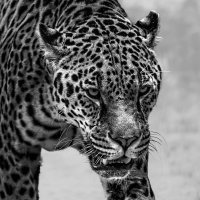 Ягуар :: SanSan 