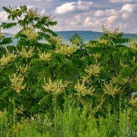 Айлант высочайший :: Игорь Сикорский Айлант высочайший :: Игорь Сикорский