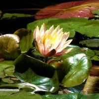 Бледно розовая лилия :: Валентин Семчишин