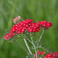 Тысячелистник обыкновенный :: Татьяна Тюменка