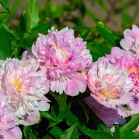 **** :: Виталий Емельянов