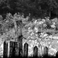 За забором :: Валерий Иванович