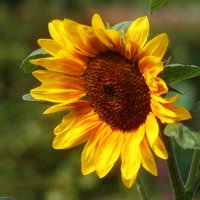 Доброе утро :: Юрий. Шмаков