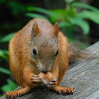 Белка :: Лина 