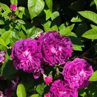 Июнь в красках. :: Ольга 