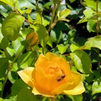 Солнечно! :: Ольга 