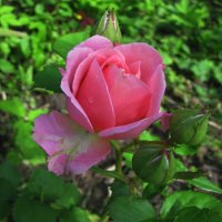 Красотка распускается :: Людмила Смородинская Красотка распускается :: Людмила Смородинская