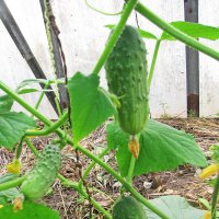 Самые вкусные огурчики :: Людмила Смородинская