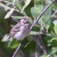 **** :: Володька Завитушкин **** :: Володька Завитушкин