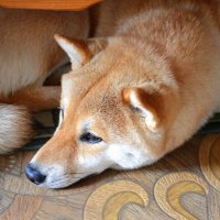 Взгрустнулось... :: Татьяна Лютаева