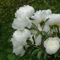 Пионы :: Рита Симонова