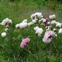 Пионы :: Рита Симонова