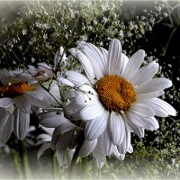 С ромашками :: Aleksandr Gal С ромашками :: Aleksandr Gal