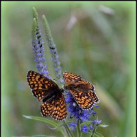 Поговорим... :: Aleksandr Gal