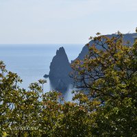 Природа Крыма :: Amazing Cosmea