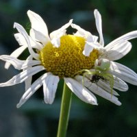 Ловец мух. :: сергей ермошкин