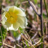 Подснежник (сон-трава). :: Алексей Трухин