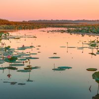 Лотосовый рассвет :: Фёдор. Лашков