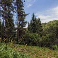 " У леса , на опушке..." :: LudMila " У леса , на опушке..." :: LudMila