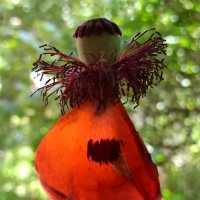 "Ценить мгновение учусь... " :: veilins veilins