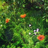 Наш домашний заповедник, почти как лесные дебри... :: veilins veilins