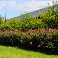 Скворцы полетели. :: Василий Палий