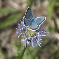 голубянка :: Зоя Мишина