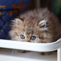 Ку - ку. :: Оля Богданович Ку - ку. :: Оля Богданович