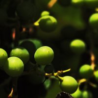 Виноград не созрел :: Юрий Гайворонскiий