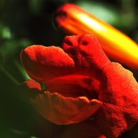 Красиво :: Юрий Гайворонскiий