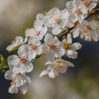 Очарование природы :: Yana Ryz