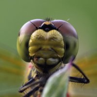 Голова  стрекозы.  Вид  спереди. :: Геннадий Супрун