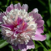 Пион :: Светлана SvetNika17