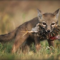Страсти-мордасти :: Влад Соколовский