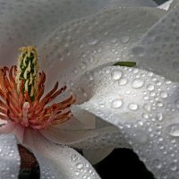 Магнолия в Ботсаду МГУ 23 апреля :: Михаил Бибичков