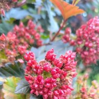 лето :: Елена Сергеева