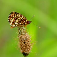 и снова бабочки 11 :: Александр Прокудин