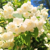 Чубушник :: Сапсан 