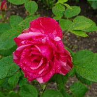 Мраморная роза. :: Милешкин Владимир Алексеевич 