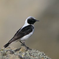 Испанская ка́менка :: Maxim Lanin